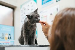 vet accountant