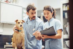 pet hospital CPA