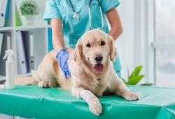 veterinary accounting services