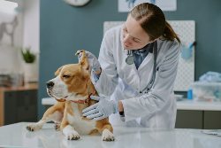 veterinary accounting